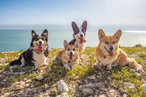 The History of the Welsh Corgi: Welsh Herders and their Road to Fame