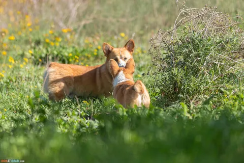 למה חלק מהקורגים נולדים עם זנב קצר וחלק עם זנב ארוך?