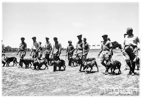 האישה שלימדה כלבים עברית: רודולפינה מנצל והולדת הקינולוגיה בישראל