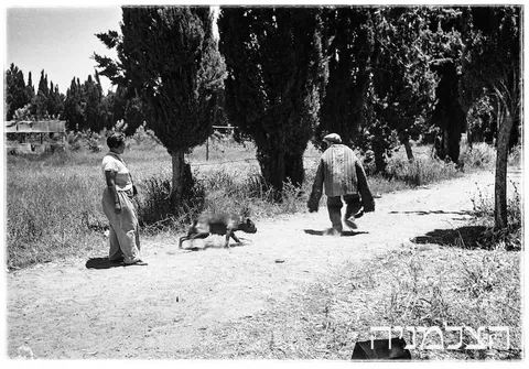 האישה שלימדה כלבים עברית: רודולפינה מנצל והולדת הקינולוגיה בישראל
