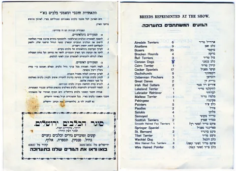 האישה שלימדה כלבים עברית: רודולפינה מנצל והולדת הקינולוגיה בישראל