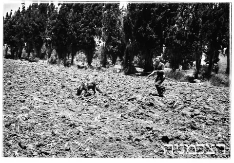 האישה שלימדה כלבים עברית: רודולפינה מנצל והולדת הקינולוגיה בישראל