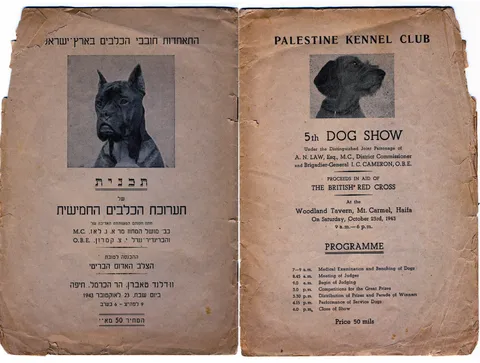 האישה שלימדה כלבים עברית: רודולפינה מנצל והולדת הקינולוגיה בישראל