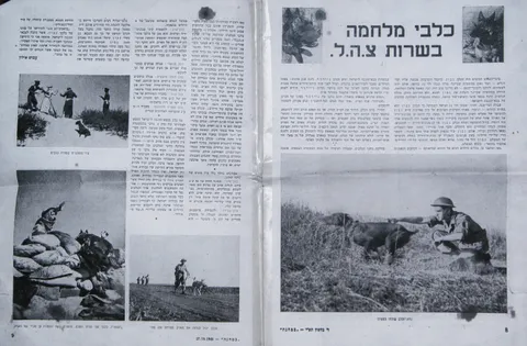 האישה שלימדה כלבים עברית: רודולפינה מנצל והולדת הקינולוגיה בישראל