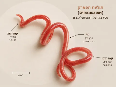 טפילים פנימיים אצל כלבים: אילו תולעים נפוצות בישראל וכיצד להגן על הכלב שלכם 🐾
