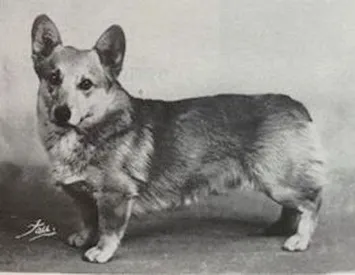 How the Corgi Has Changed Over a Century