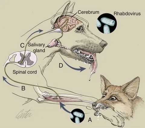 Rabies — A Deadly Disease That Can Be Prevented