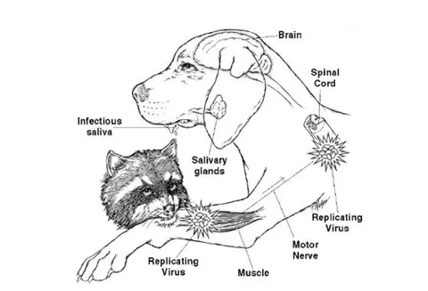 Rabies — A Deadly Disease That Can Be Prevented