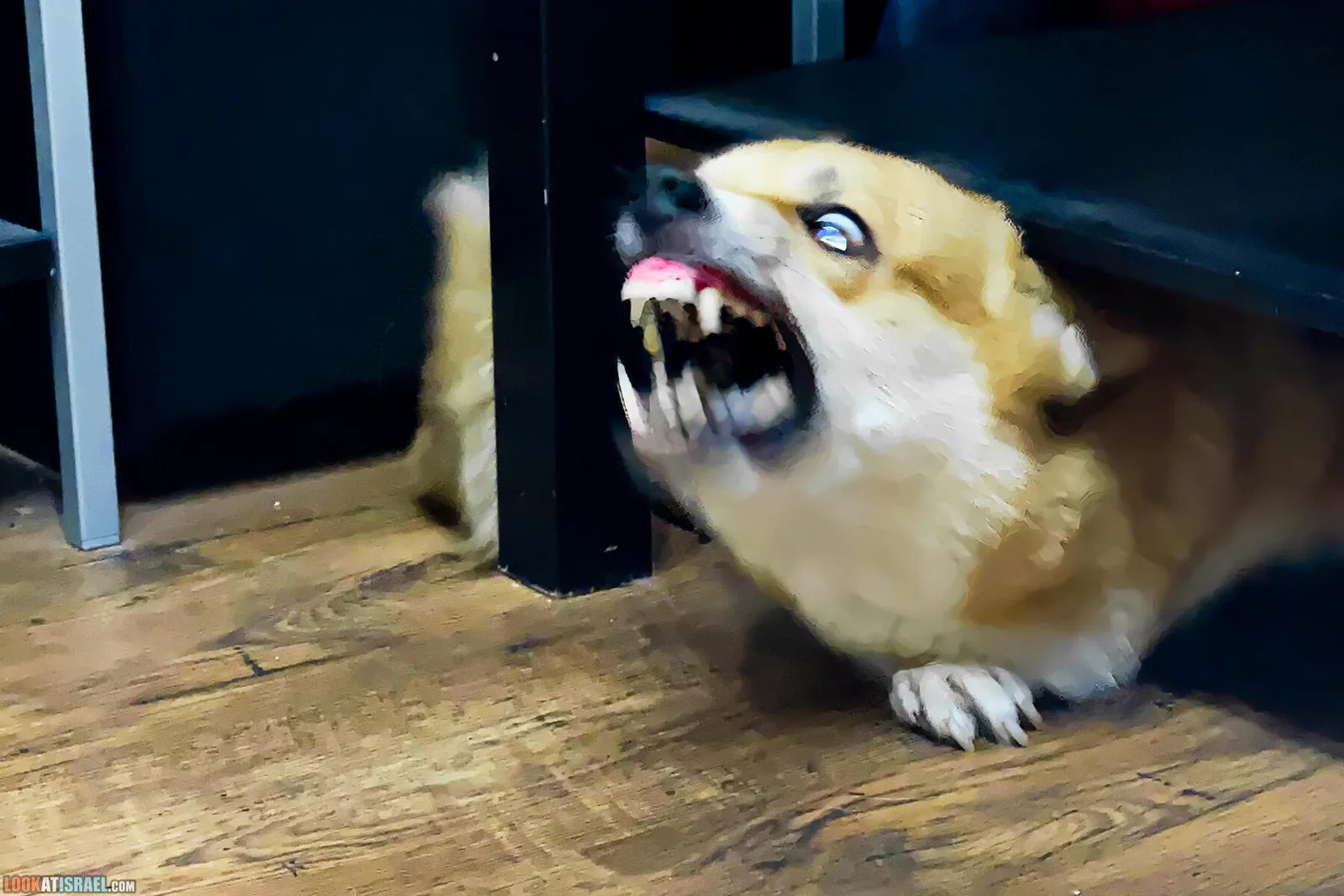 Rabies — A Deadly Disease That Can Be Prevented