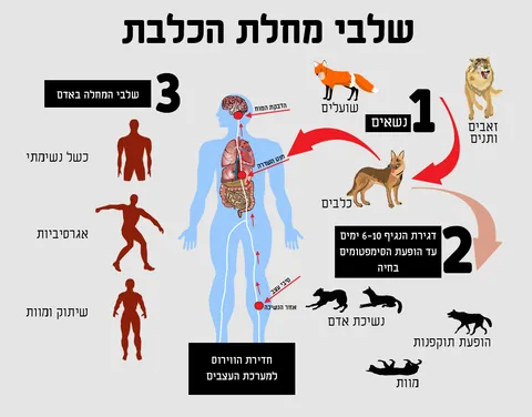 Rabies — A Deadly Disease That Can Be Prevented