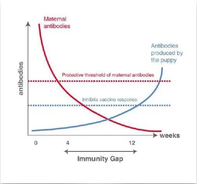 Rabies — A Deadly Disease That Can Be Prevented