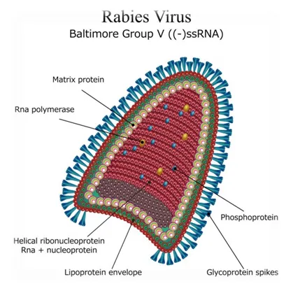 Rabies — A Deadly Disease That Can Be Prevented
