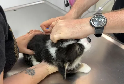 Dog Vaccinations: What Do They Protect Against?