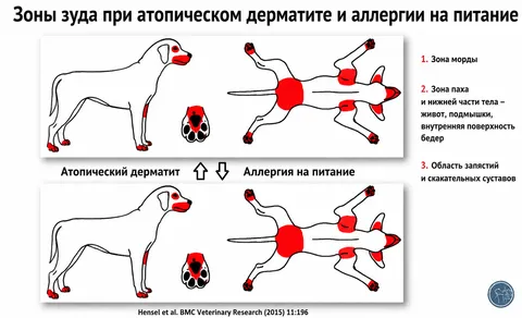 Аллергия у собак: почему собака чешется