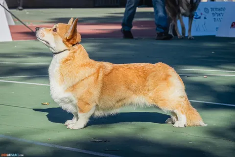 Welsh Corgi Pembroke - a Breed Standard