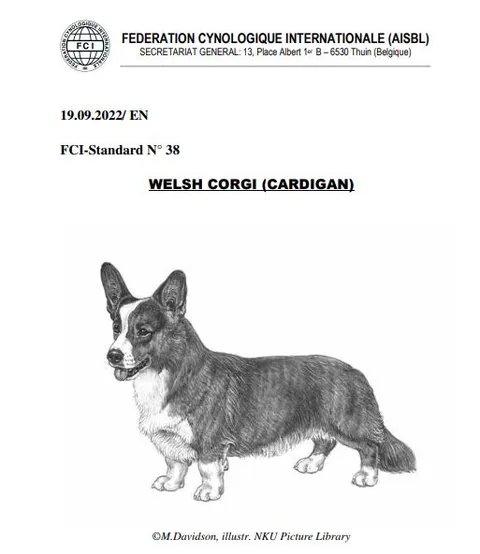 Welsh Corgi Сardigan- a Breed Standard