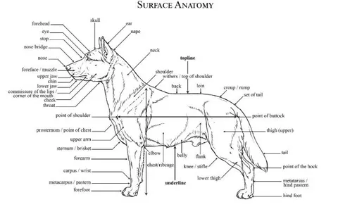Welsh Corgi Сardigan- a Breed Standard