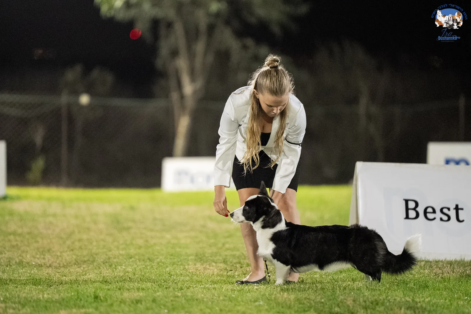 Welsh Corgi Сardigan- a Breed Standard