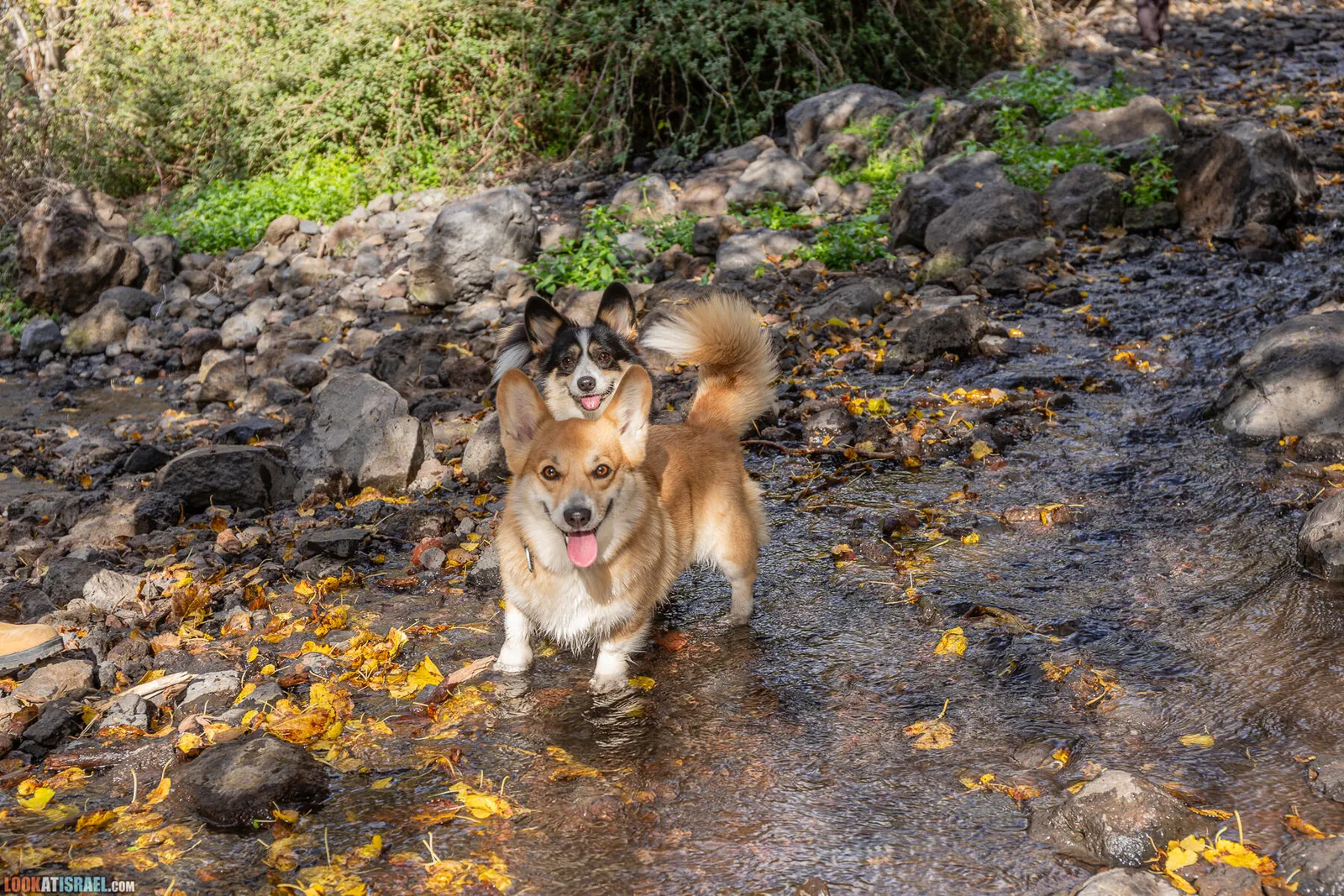 Corgis in the Israeli Climate: Heat, Walks and Coat Care