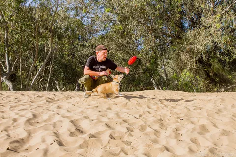 Corgi: Pros, Cons, and Popular Myths about the Smileiest Breed