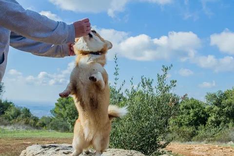 Corgi: Pros, Cons, and Popular Myths about the Smileiest Breed