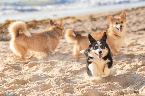 Corgi: Pros, Cons, and Popular Myths about the Smileiest Breed