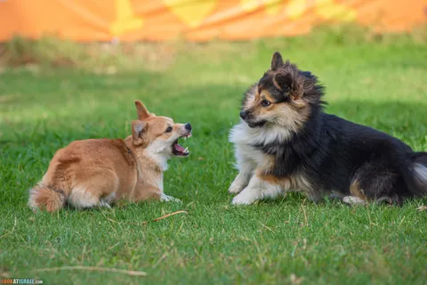 Corgi: Pros, Cons, and Popular Myths about the Smileiest Breed