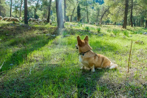 Corgi: Pros, Cons, and Popular Myths about the Smileiest Breed
