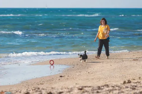Corgi: Pros, Cons, and Popular Myths about the Smileiest Breed
