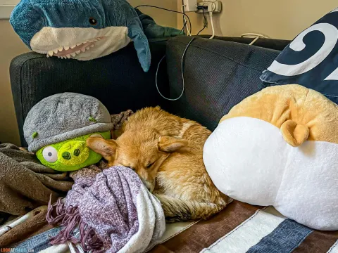 Corgi: Pros, Cons, and Popular Myths about the Smileiest Breed