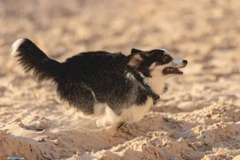 Corgi: Pros, Cons, and Popular Myths about the Smileiest Breed