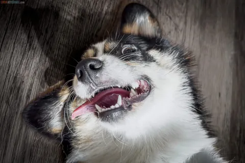 Corgi: Pros, Cons, and Popular Myths about the Smileiest Breed
