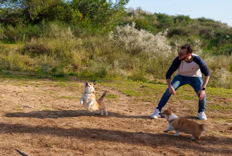 Corgi: Pros, Cons, and Popular Myths about the Smileiest Breed