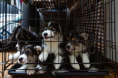 Everything You Need Before Bringing a Puppy Home