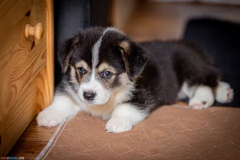 Everything You Need Before Bringing a Puppy Home