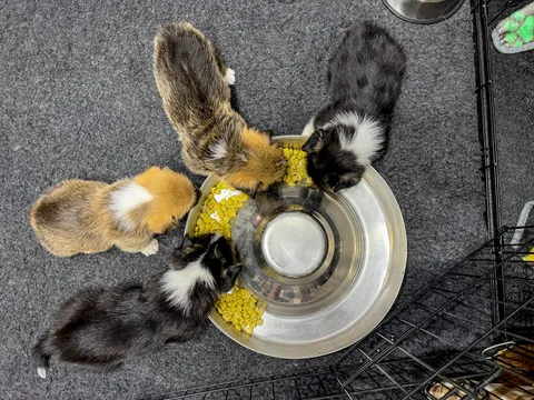 Everything You Need Before Bringing a Puppy Home