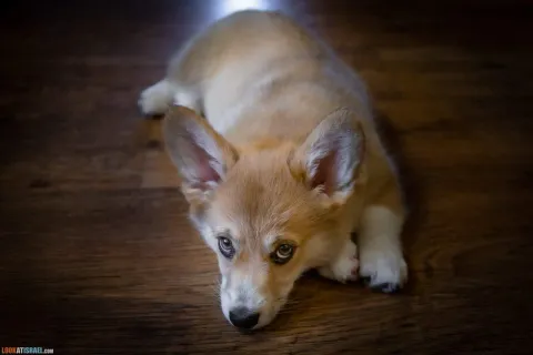 Everything You Need Before Bringing a Puppy Home