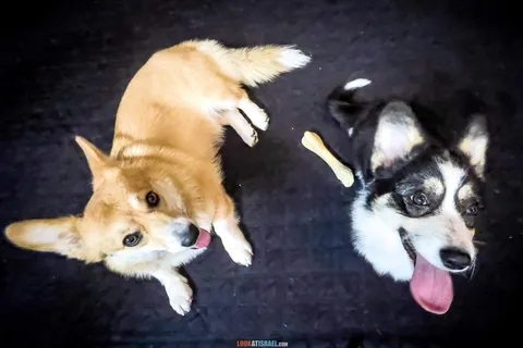 Everything You Need Before Bringing a Puppy Home