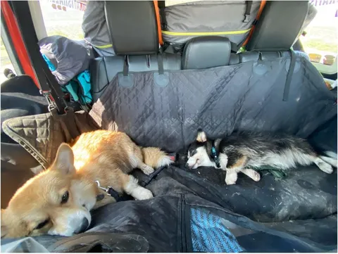 Everything You Need Before Bringing a Puppy Home