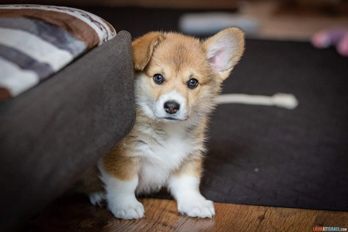 Everything You Need Before Bringing a Puppy Home