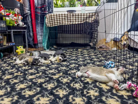 Everything You Need Before Bringing a Puppy Home