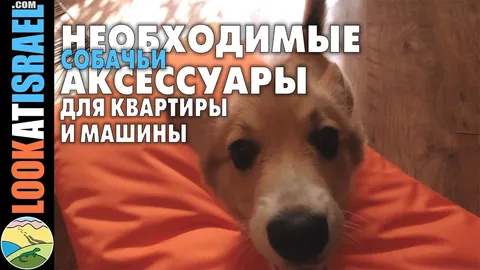 Что нужно купить до появления щенка дома?
