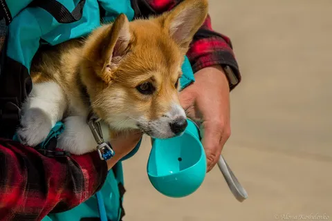Everything You Need Before Bringing a Puppy Home