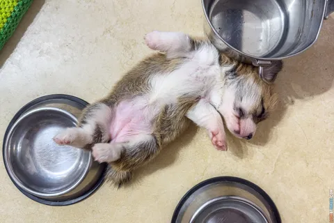 Everything You Need Before Bringing a Puppy Home