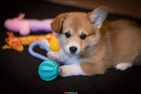 Everything You Need Before Bringing a Puppy Home