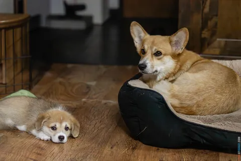 Everything You Need Before Bringing a Puppy Home