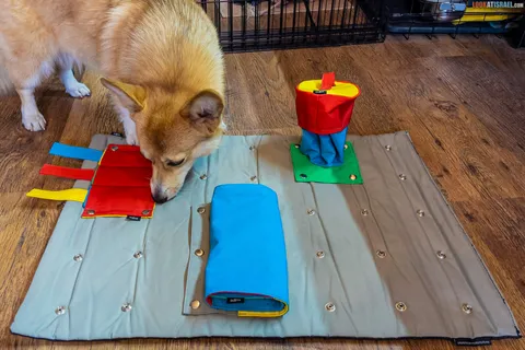 Brain games for Corgis: why does your dog need a snuffle mat?