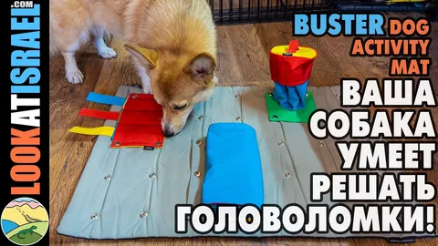 Интеллектуальные игры для корги: зачем собаке развивающий коврик?