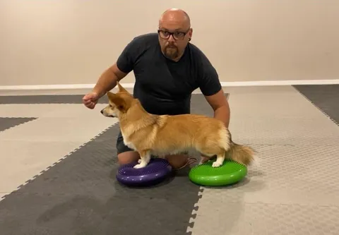Сильная спина, крепкие лапы: зачем корги нужны регулярные физические нагрузки