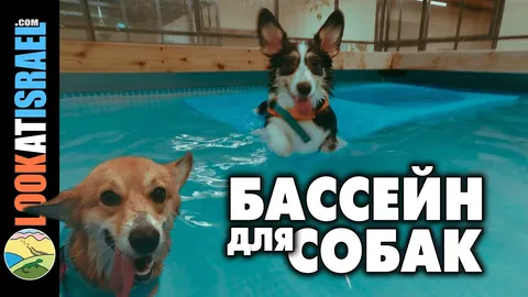 Сильная спина, крепкие лапы: зачем корги нужны регулярные физические нагрузки